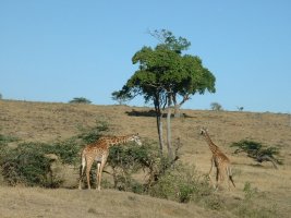 gal/Honeymoon/Lake Nakuru/_thb_DSCF0070.JPG